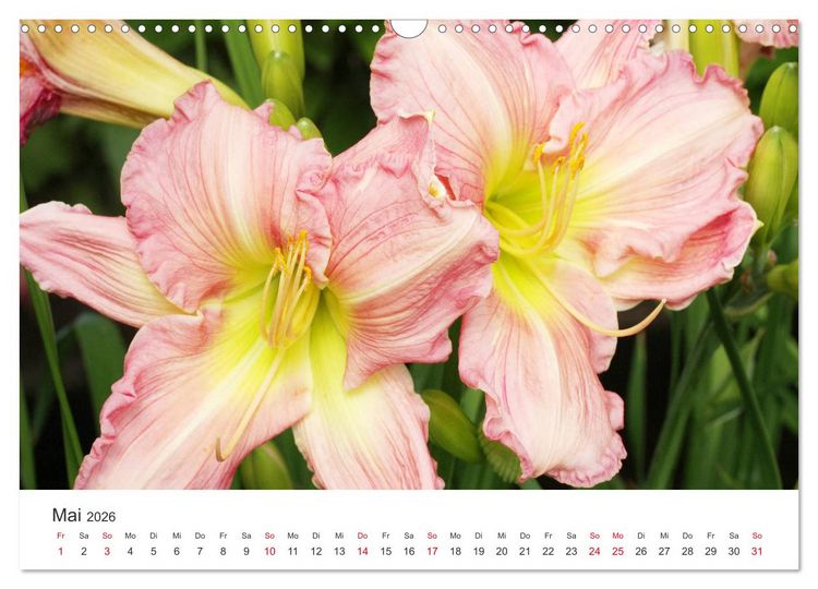 Produktbild: Feurige Lilien (Wandkalender 2026 DIN A3 quer), CALVENDO Monatskalender