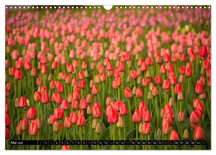 Produktbild: Tulpen (Wandkalender 2026 DIN A3 quer), CALVENDO Monatskalender