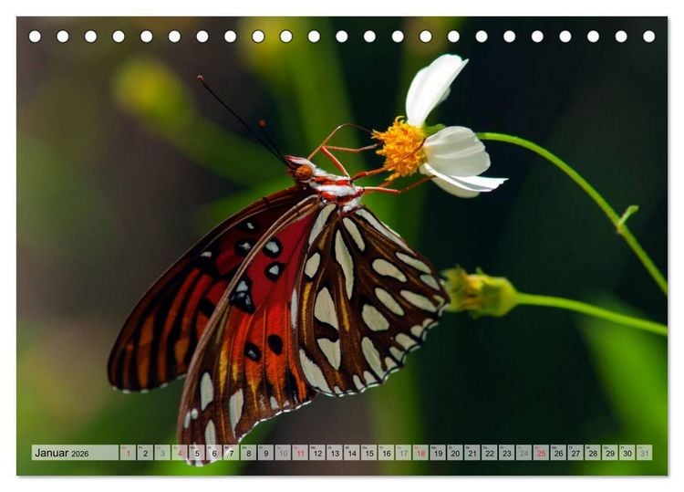 Produktbild: Schmetterlinge - zarte Gesch&ouml;pfe der Natur (Tischkalender 2026 DIN A5 quer), CALVENDO Monatskalender