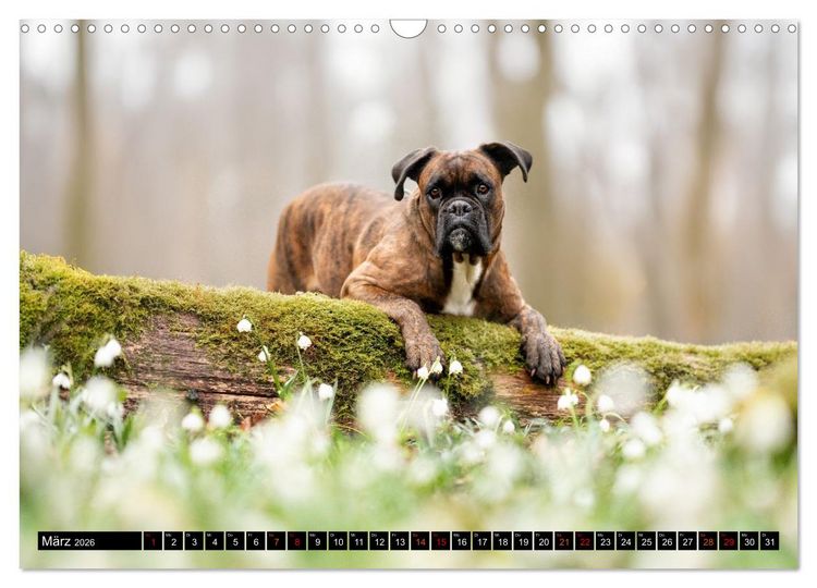 Produktbild: K&auml;the - ein Boxer mit Charme (Wandkalender 2026 DIN A3 quer), CALVENDO Monatskalender