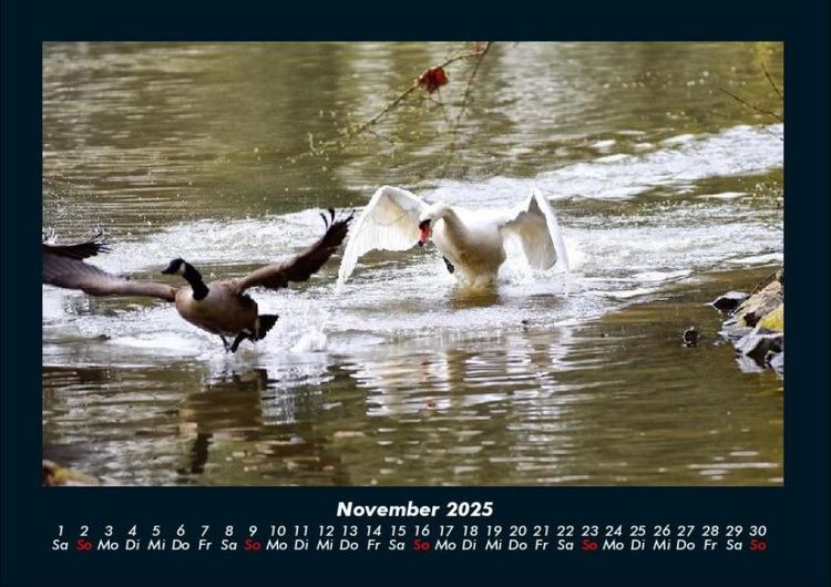 Produktbild: Welt der Tiere 2025 Fotokalender DIN A4