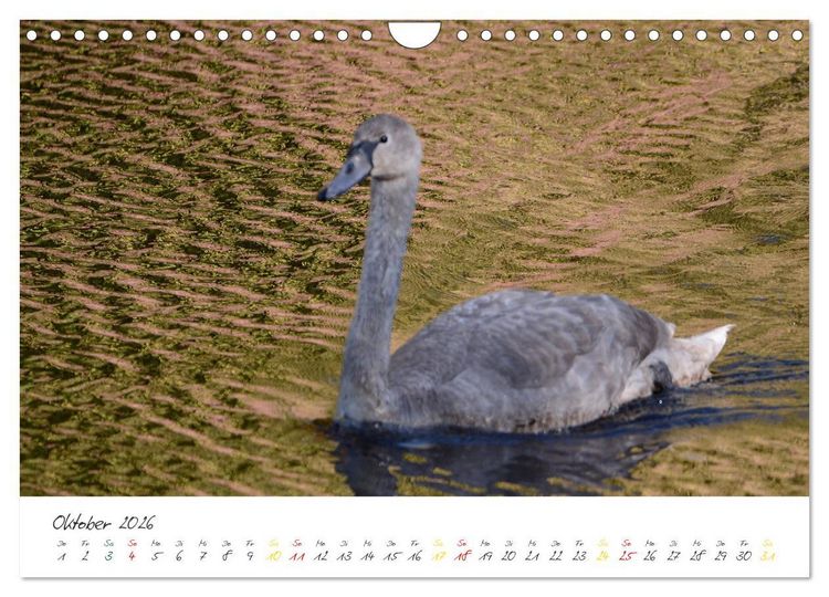 Produktbild: Schw&auml;ne, Liebe f&uuml;r die Ewigkeit (Wandkalender 2026 DIN A4 quer), CALVENDO Monatskalender