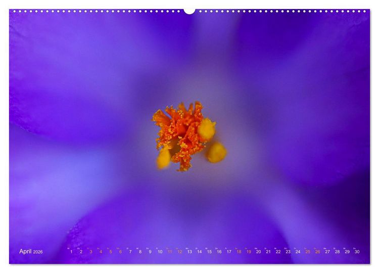 Produktbild: DEEP INSIDE - Bl&uuml;tenmakros (hochwertiger Premium Wandkalender 2026 DIN A2 quer), Kunstdruck in Hochglanz