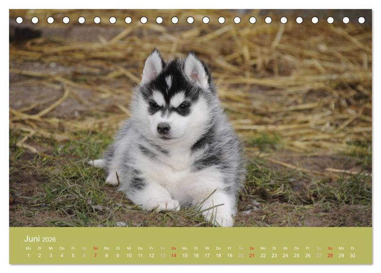 Produktbild: Husky Welpen (Tischkalender 2026 DIN A5 quer), CALVENDO Monatskalender
