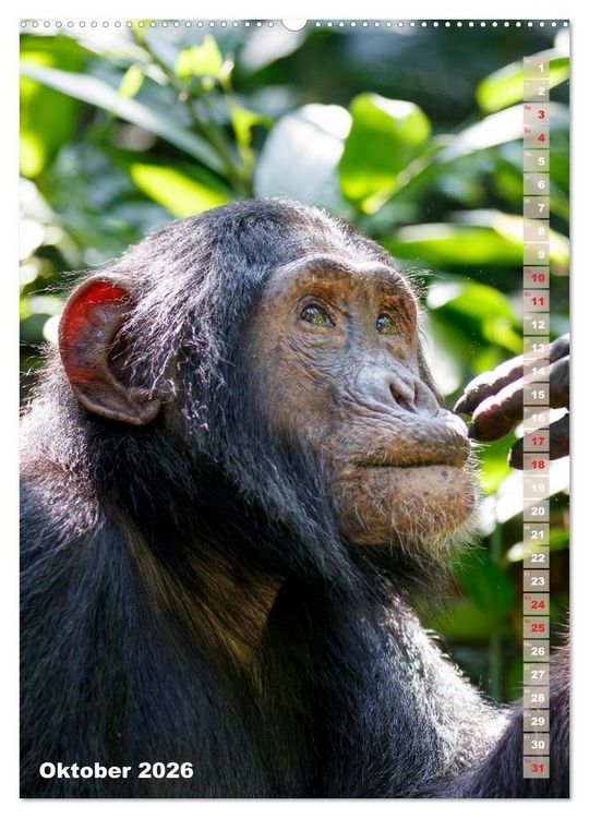 Produktbild: Safari hautnah - S&uuml;dliches und &ouml;stliches Afrika (Wandkalender 2026 DIN A2 hoch), CALVENDO Monatskalender