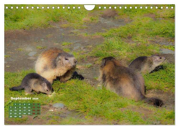 Produktbild: Gro&szlig;glockner wundersch&ouml;ne Berg- und Tierwelt (Wandkalender 2026 DIN A4 quer), CALVENDO Monatskalender