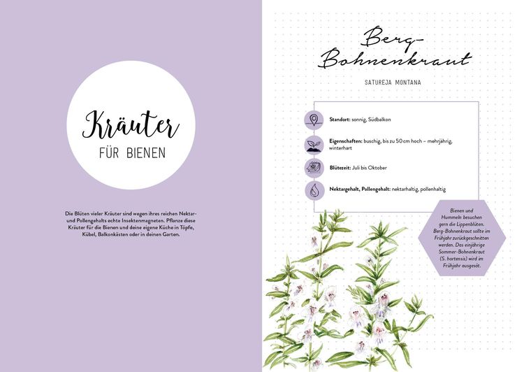 Produktbild: Bienengl&uuml;ck im Garten &ndash; Das illustrierte Gartenbuch