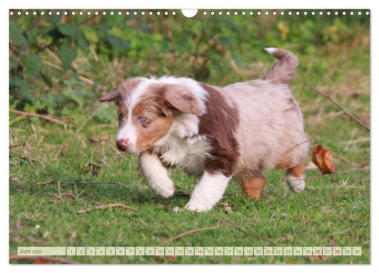 Produktbild: Australian Shepherd - H&uuml;tehunde mit Familienanschluss (Wandkalender 2026 DIN A3 quer), CALVENDO Monatskalender