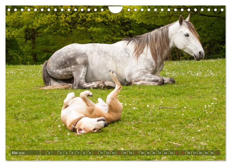Produktbild: Pferd und Hund - Vierbeinige Freunde (Wandkalender 2026 DIN A4 quer), CALVENDO Monatskalender