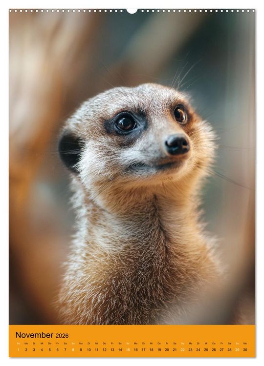 Produktbild: Die Erdm&auml;nnchen Familie - Kalender der niedlichen Tiere (hochwertiger Premium Wandkalender 2026 DIN A2 hoch), Kunstdruck in Hochglanz