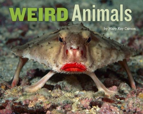 Produktbild: Carson, M: Weird Animals