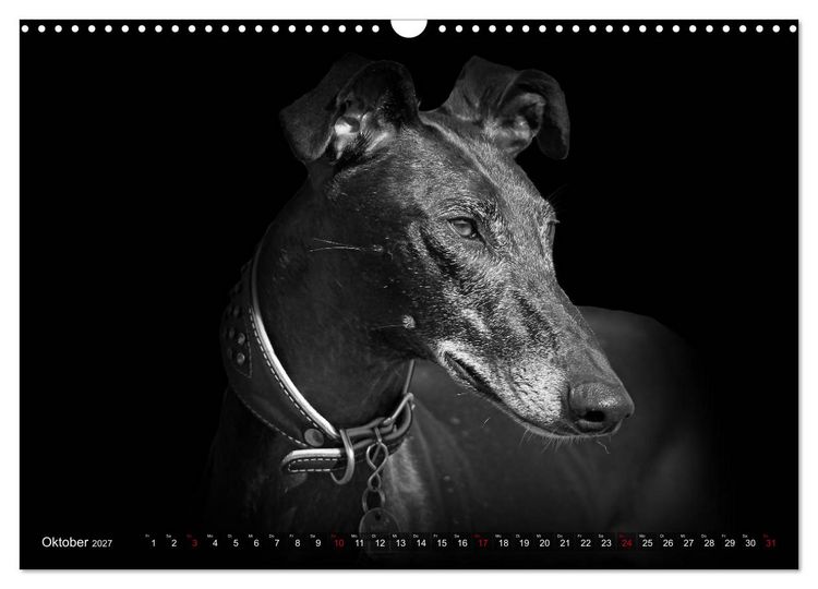 Produktbild: Galgo Espa&ntilde;ol - der spanische Windhund 2027 (Wandkalender 2027 DIN A3 quer), CALVENDO Monatskalender