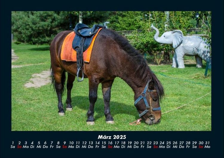 Produktbild: Pferdegefl&uuml;ster 2025 Fotokalender DIN A4