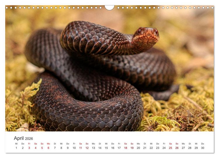 Produktbild: Naturjuwel Haspelmoor (Wandkalender 2026 DIN A3 quer), CALVENDO Monatskalender