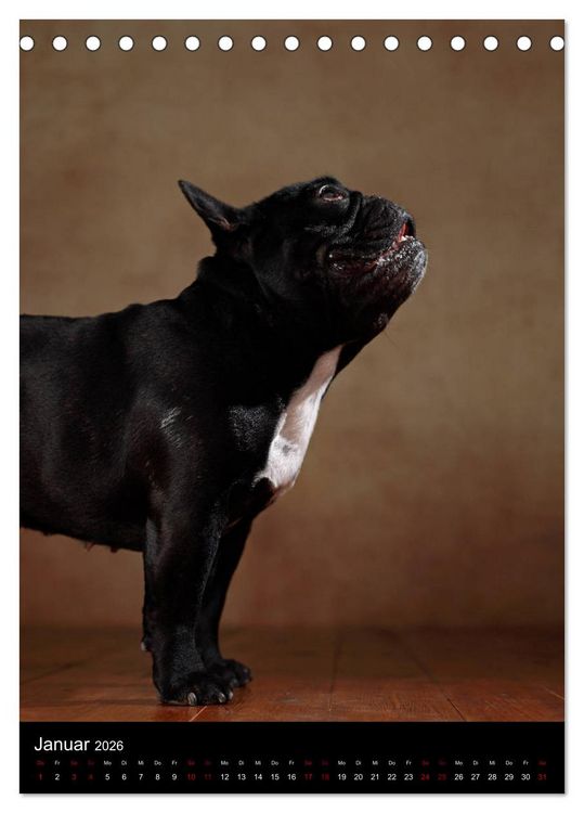 Produktbild: Bullys mit Charme - Franz&ouml;sische Bulldoggen im Portrait (Tischkalender 2026 DIN A5 hoch), CALVENDO Monatskalender