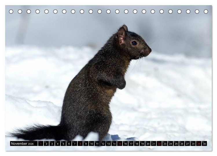 Produktbild: EICHH&Ouml;RNCHEN (Tischkalender 2026 DIN A5 quer), CALVENDO Monatskalender
