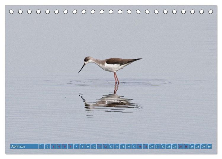 Produktbild: V&ouml;gel der Algarve (Tischkalender 2026 DIN A5 quer), CALVENDO Monatskalender