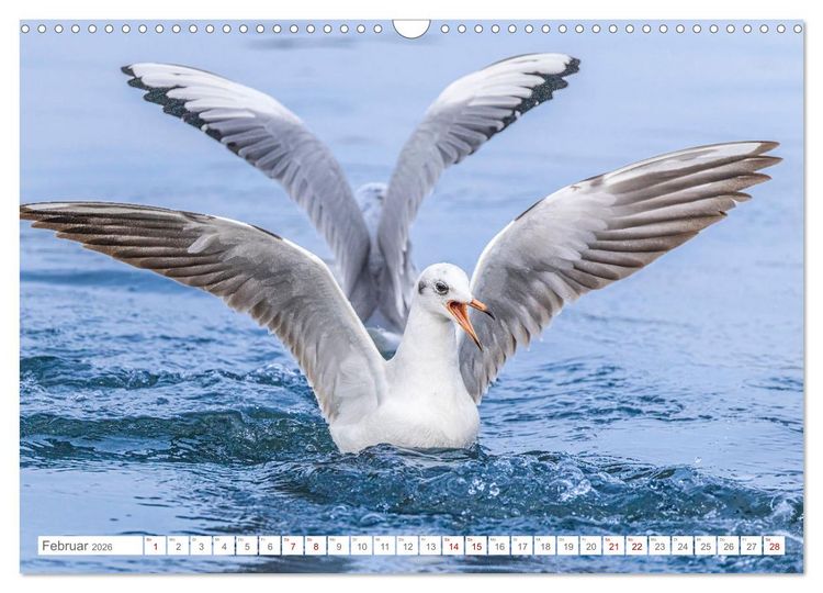 Produktbild: Aerorobaten - M&ouml;wen im Flug (Wandkalender 2026 DIN A3 quer), CALVENDO Monatskalender
