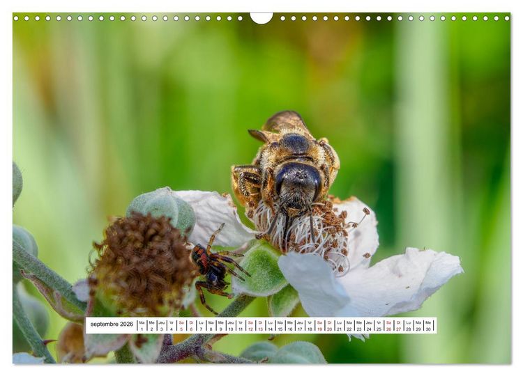 Produktbild: La vie de nos prairies - Les gu&ecirc;pes et les abeilles (Calendrier mural 2026 DIN A3 vertical), CALVENDO calendrier mensuel