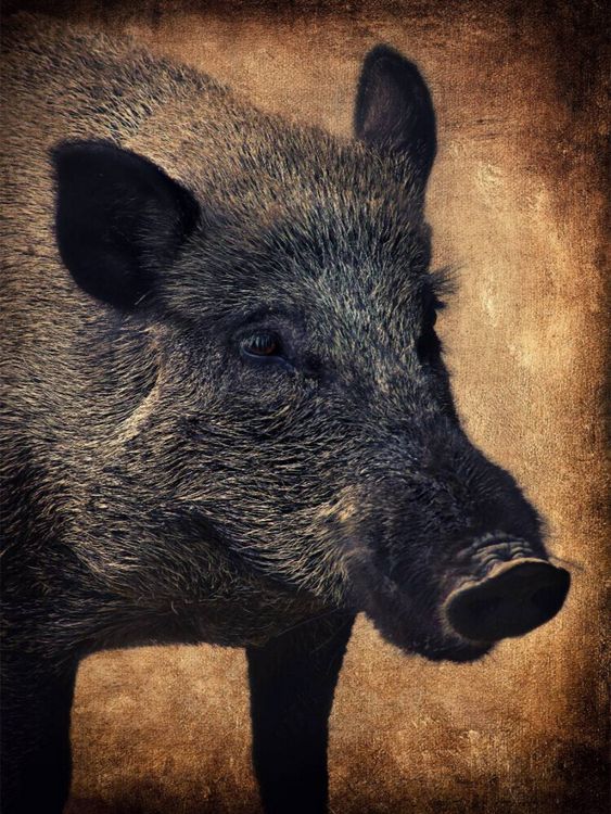 Produktbild: CALVENDO Puzzle Wildschwein | 1000 Teile Lege-Gr&ouml;&szlig;e 64x48cm Foto-Puzzle f&uuml;r gl&uuml;ckliche Stunden