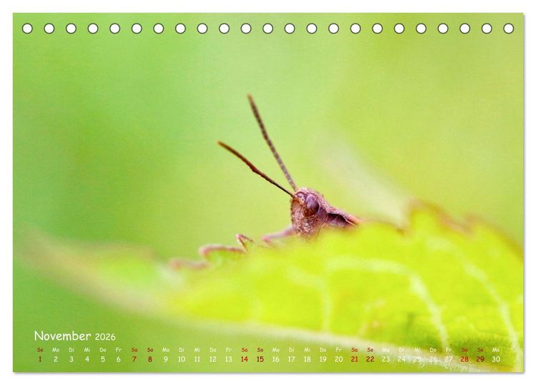 Produktbild: Tierische Untermieter (Tischkalender 2026 DIN A5 quer), CALVENDO Monatskalender