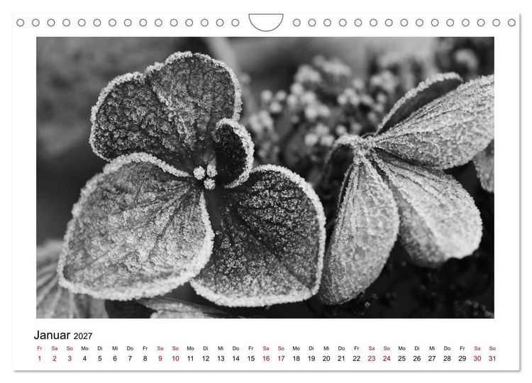 Produktbild: Die grafische Sch&ouml;nheit der Pflanzen &ndash; Schwarz-Wei&szlig; (Wandkalender 2027 DIN A4 quer), CALVENDO Monatskalender