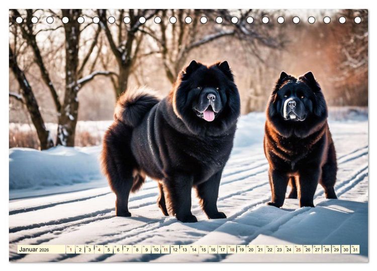 Produktbild: Chow Chow - der L&ouml;wenkopfhund (Tischkalender 2026 DIN A5 quer), CALVENDO Monatskalender