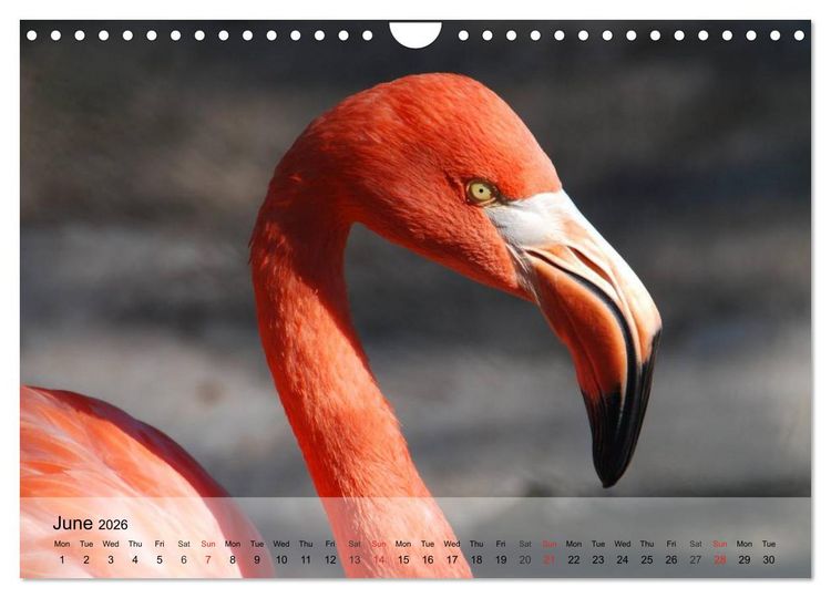 Produktbild: Flamingos Think pink (Wall Calendar 2026 DIN A4 landscape), CALVENDO 12 Month Wall Calendar