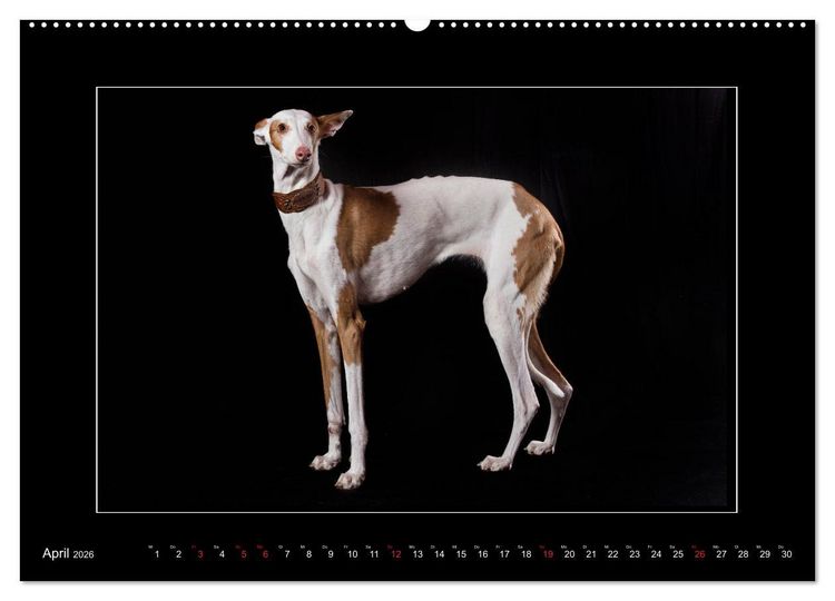 Produktbild: Windhunde - Schnelle Sch&ouml;nheiten (Wandkalender 2026 DIN A2 quer), CALVENDO Monatskalender