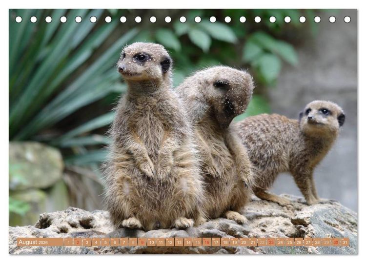 Produktbild: Erdm&auml;nnchen Familienbande (Tischkalender 2026 DIN A5 quer), CALVENDO Monatskalender