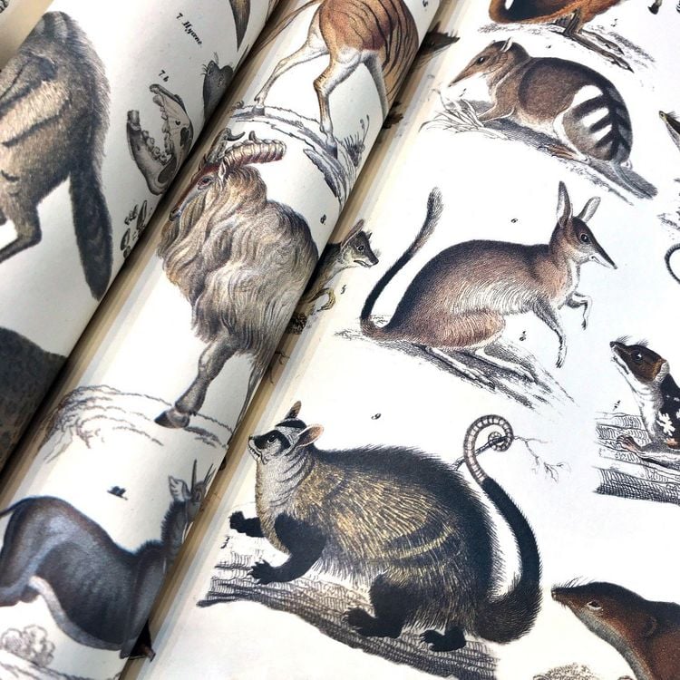 Produktbild: Fauna