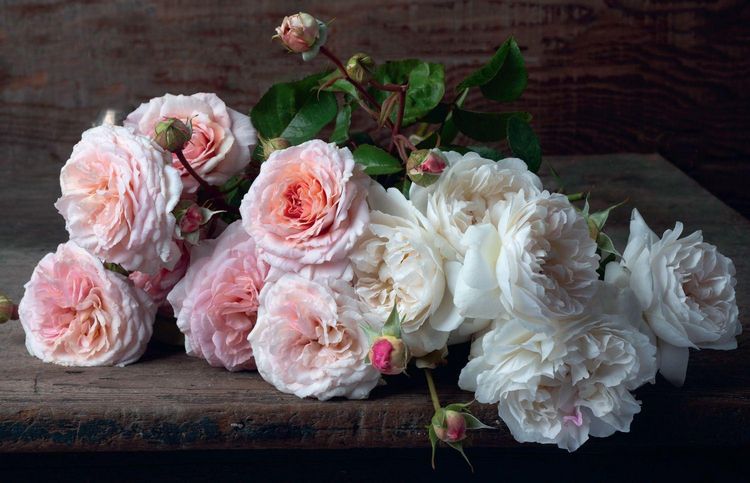Produktbild: BEAUTIFUL BLOOMS HB