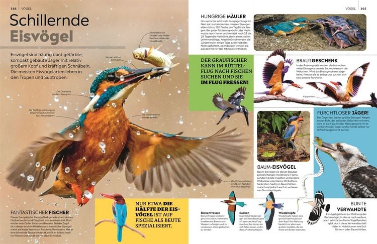 Produktbild: memo Wissen. Tiere