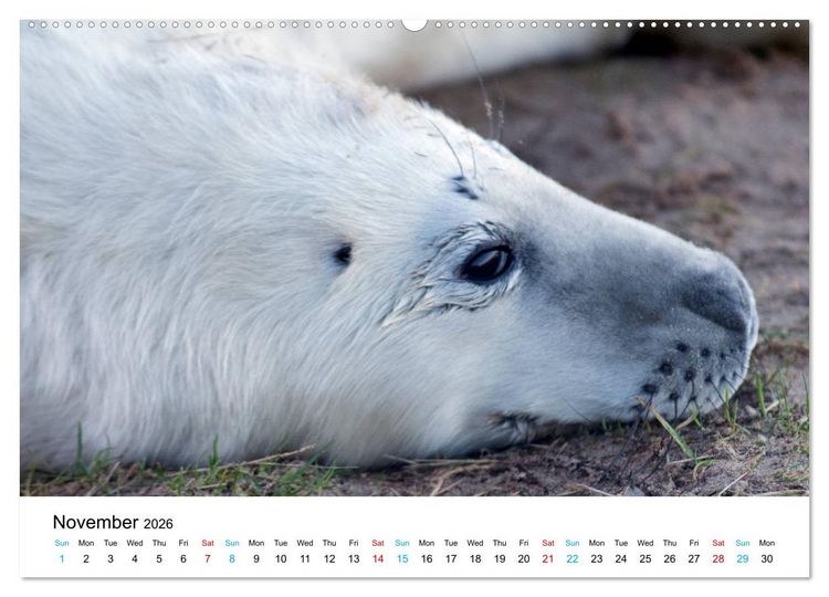 Produktbild: Grey Seal Pups of Donna Nook (High Quality Premium Wall Calendar 2026 DIN A2 landscape),CALVENDO 12 Month Wall Calendar