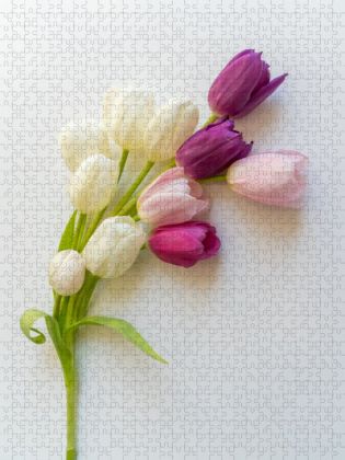 Produktbild: CALVENDO Puzzle Tulpenzauber | 1000 Teile Lege-Gr&ouml;&szlig;e 64x48cm Foto-Puzzle f&uuml;r gl&uuml;ckliche Stunden