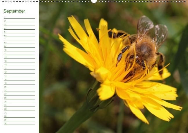 Produktbild: Bienen - Emsige Helfer (Wandkalender immerw&auml;hrend DIN A2 quer)