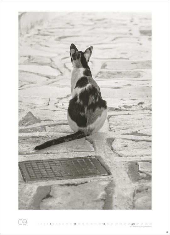 Produktbild: Cats Edition Kalender 2027