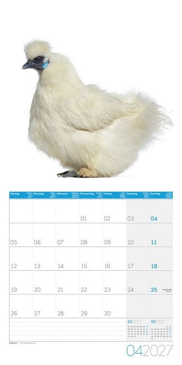 Produktbild: Verr&uuml;ckte H&uuml;hner Kalender 2027 - 30x30 - Art12