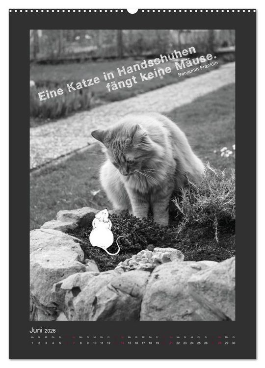 Produktbild: Katz & Maus (Wandkalender 2026 DIN A2 hoch), CALVENDO Monatskalender