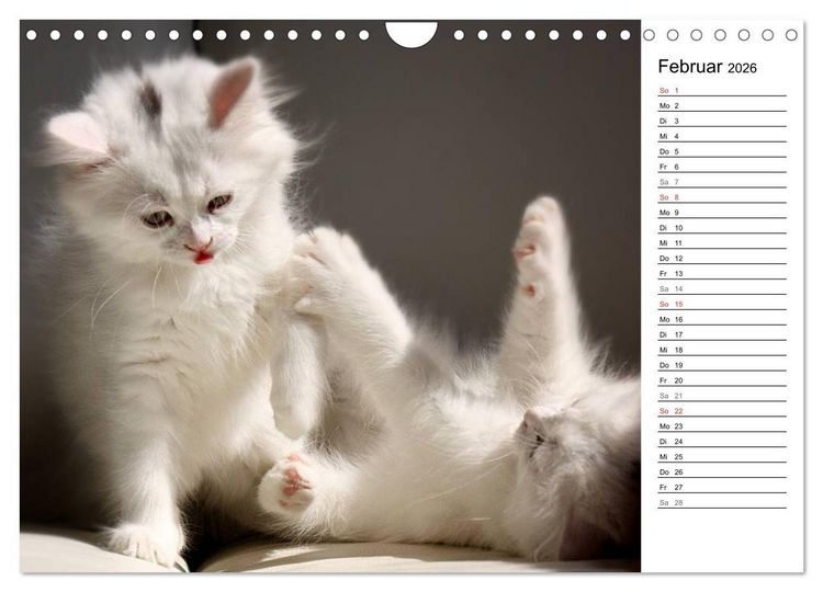 Produktbild: Aus der Kinderstube der Perserkatze (Wandkalender 2026 DIN A4 quer), CALVENDO Monatskalender