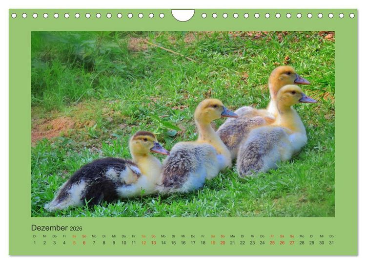 Produktbild: Wer schnattert und gackert denn da? - K&uuml;ken-Edition (Wandkalender 2026 DIN A4 quer), CALVENDO Monatskalender