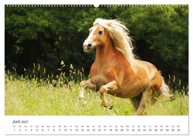 Produktbild: Haflinger - blonde Sch&ouml;nheiten (Wandkalender 2027 DIN A2 quer), CALVENDO Monatskalender