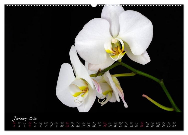 Produktbild: Orchids (High Quality Premium Wall Calendar 2026 DIN A2 landscape),CALVENDO 12 Month Wall Calendar