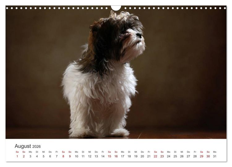 Produktbild: Welpenblicke (Wandkalender 2026 DIN A3 quer), CALVENDO Monatskalender
