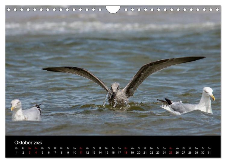 Produktbild: Spontane Fotografie - M&ouml;wen (Wandkalender 2026 DIN A4 quer), CALVENDO Monatskalender