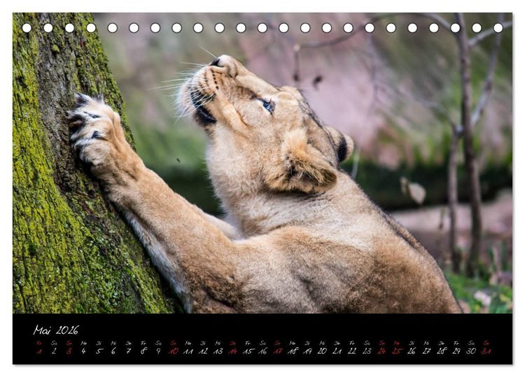 Produktbild: Tiergarten N&uuml;rnberg (Tischkalender 2026 DIN A5 quer), CALVENDO Monatskalender