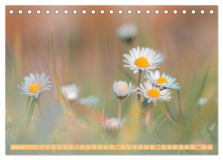 Produktbild: G&auml;nsebl&uuml;mchen Poesie (Tischkalender 2026 DIN A5 quer), CALVENDO Monatskalender