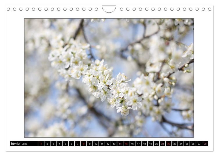 Produktbild: Charmantes fleurs blanches (Calendrier mural 2026 DIN A4 vertical), CALVENDO calendrier mensuel
