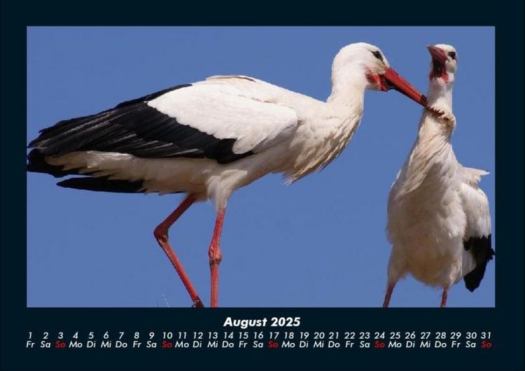 Produktbild: Tierkalender 2025 Fotokalender DIN A4