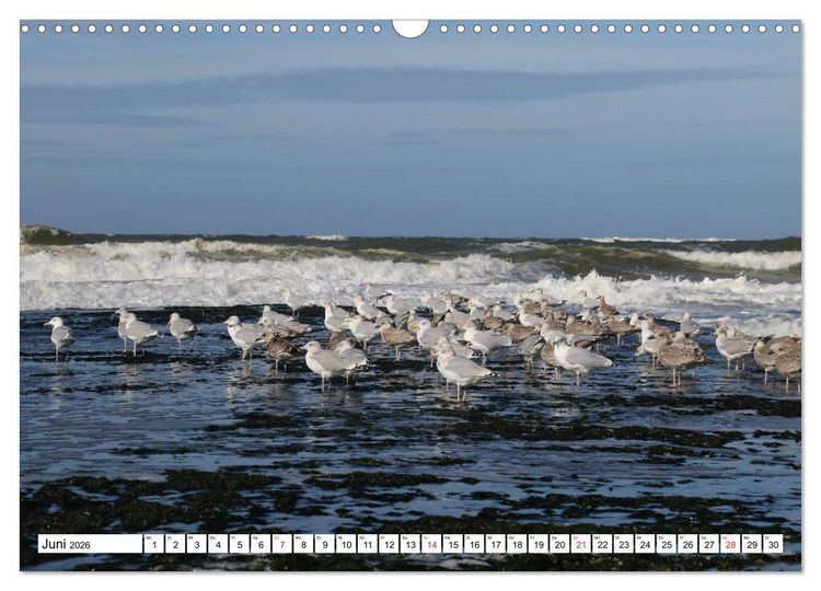 Produktbild: Callantsoog (Wandkalender 2026 DIN A3 quer), CALVENDO Monatskalender